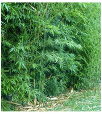 Planta de Bambú