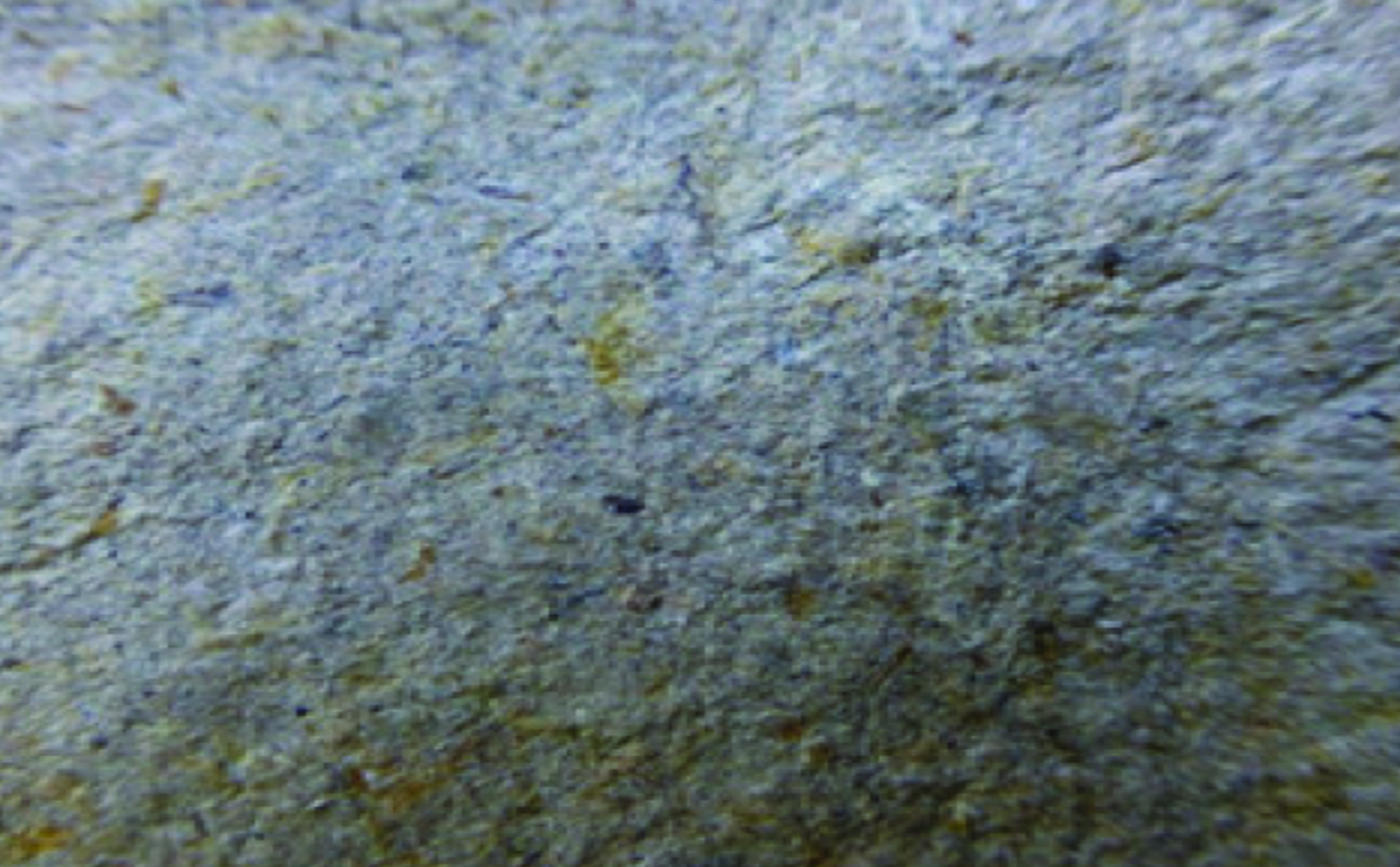 Planta de Bambú